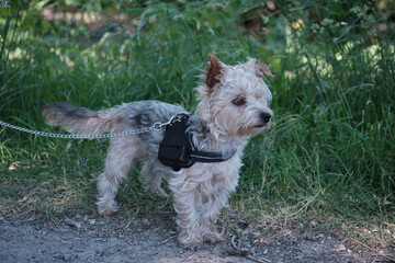 Petit chien race yorkshire .
