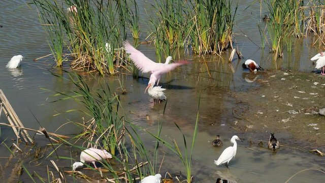 Roseate spoonbill, Platalea ajaja, flapping its wings while foraging in the water at the Port Aransas Nature Preserve in Texas. Reeds and multiple other water birds are nearby.