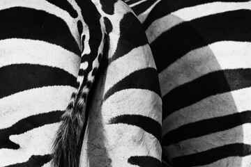 zebra in wildlife, abstract with lines and closeup black and white