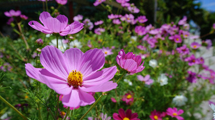 Obraz premium Floral views