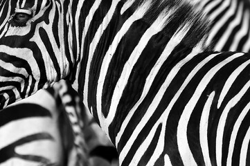 zebra in wildlife, abstract with lines and closeup black and white
