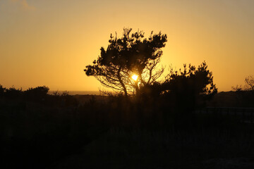 Fototapeta na wymiar sunset through trees