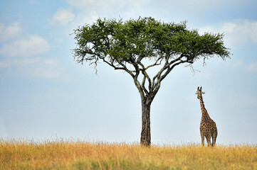 Fototapeta premium A giraffe stands alone beside a tree in the wilderness of Africa