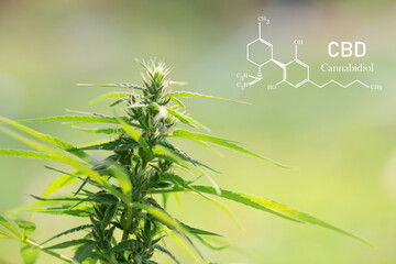  CBD  elements in Cannabis, Growing Marijuana, medical marijuana,  cannabinoids and health.