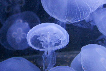 blue jellyfish in water