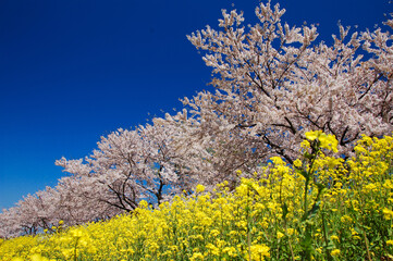 Naklejka premium 桜と菜の花の競演