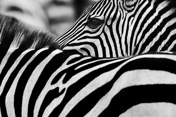 zebra in wildlife, abstract with lines and closeup black and white