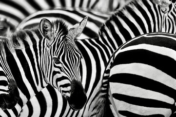 zebra in wildlife, abstract with lines and closeup black and white