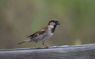 Fototapeta premium Pretty Bird