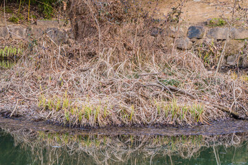 Reflections of base of a tree