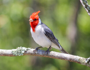 cardeal bird on a branch
