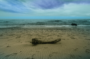 Large piece of drift wood on sandy beach