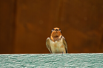 one beautiful dark blue feathered swallow with orange chest resting under the sun on top of a green painted wooden bin on a building