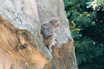 絶壁の岩場に貼り付いて下を見る猿