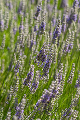 flower field in the park filled with beautiful blooming purple lavender flowers