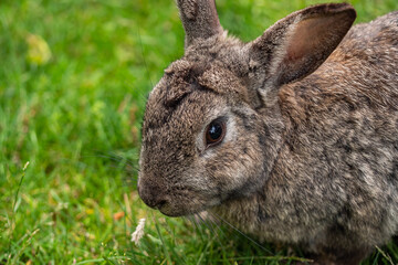 close up portrait of a cute chubby brown rabbit eating on the green grass field