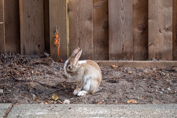 an adorable brown bunny with white stripes sitting on walkway near a wooden fence cleaning its face