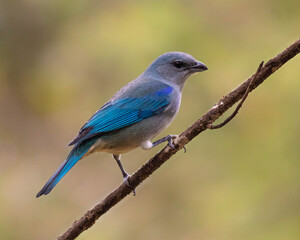 blue bird on a branch