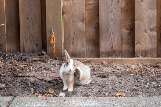 An Adorable Brown Bunny With White Stripes Sitting On Walkway Near A Wooden Fence Scratching Its Face With Its Foot