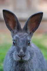 close up head shot of a cute grey rabbit staring at you