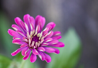 Obraz premium Pink Flowers