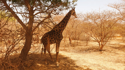 giraffe in the savannah © Paulina