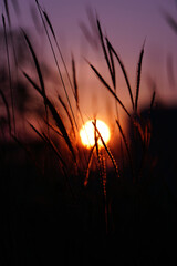 The Art Background of Sunset behind the grass flowers. Closeup.