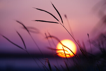 The Art Background of Sunset behind the grass flowers. Closeup.