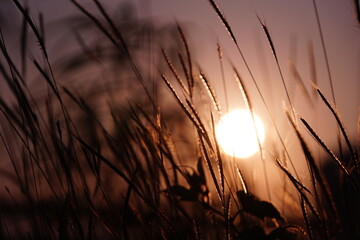 The Art Background of Sunset behind the grass flowers. Closeup.