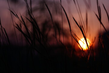 The Art Background of Sunset behind the grass flowers. Grasses Closeup.