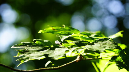 green bug on a leaf