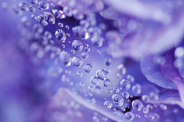 紫陽花と雫