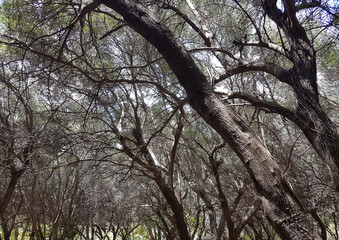 olive trees forest  olives greece