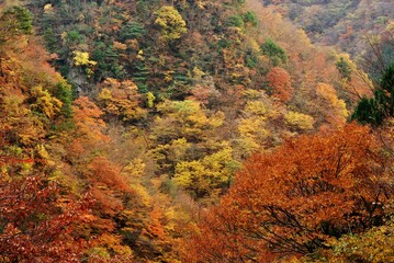 紅葉の奥多摩・百尋の滝への道