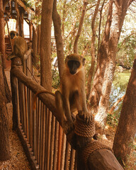 monkey © Paulina