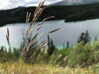 reeds in the wind