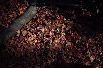 Beautiful Autumn Leaves in Japanese Garden