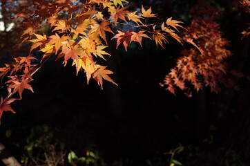 Golden Autumn Leaves of Japanese Maple Tree