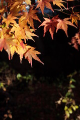 Golden Autumn Leaves of Japanese Maple Tree