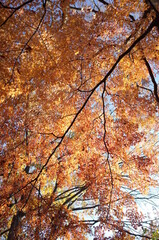 Beautiful Autumn Leaves in Japanese Garden