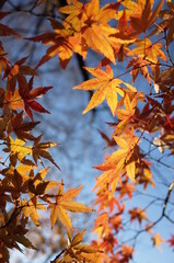Golden Autumn Leaves of Japanese Maple Tree