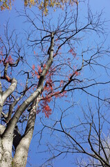 Beautiful Autumn Leaves in Japanese Garden