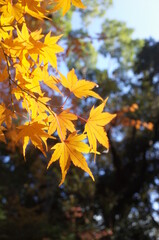 Golden Autumn Leaves of Japanese Maple Tree