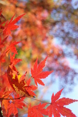 Red Autumn Leaves of Japanese Maple Tree