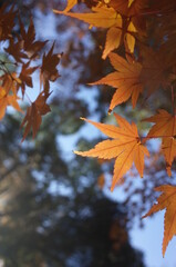 Golden Autumn Leaves of Japanese Maple Tree