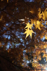 Golden Autumn Leaves of Japanese Maple Tree