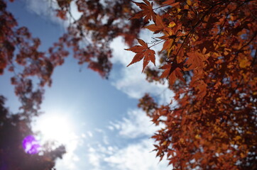 Red Autumn Leaves of Japanese Maple Tree
