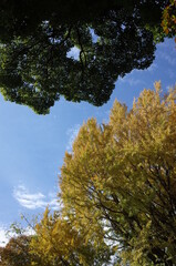 Fototapeta premium Beautiful Autumn Leaves in Japanese Garden