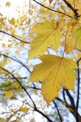 Beautiful Autumn Leaves in Japanese Garden
