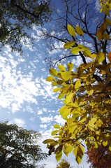 Beautiful Autumn Leaves in Japanese Garden